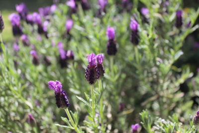 Close-up of thistle blooming outdoors