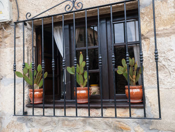 Potted plants on street against building