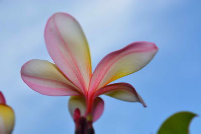Close-up of pink flowering plant against sky