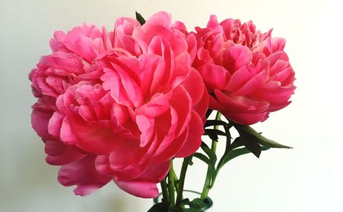 Close-up of pink dahlia flowers in vase