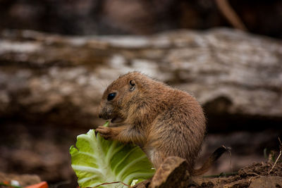 Close-up of squirrel eating food