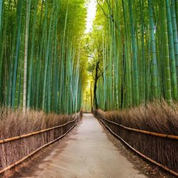 Rear view of man walking in forest