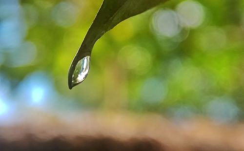 Close-up of water drops on plant