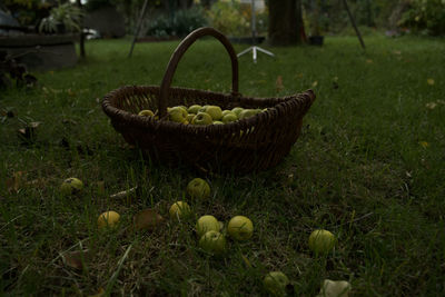 Close-up of fruits in basket on field