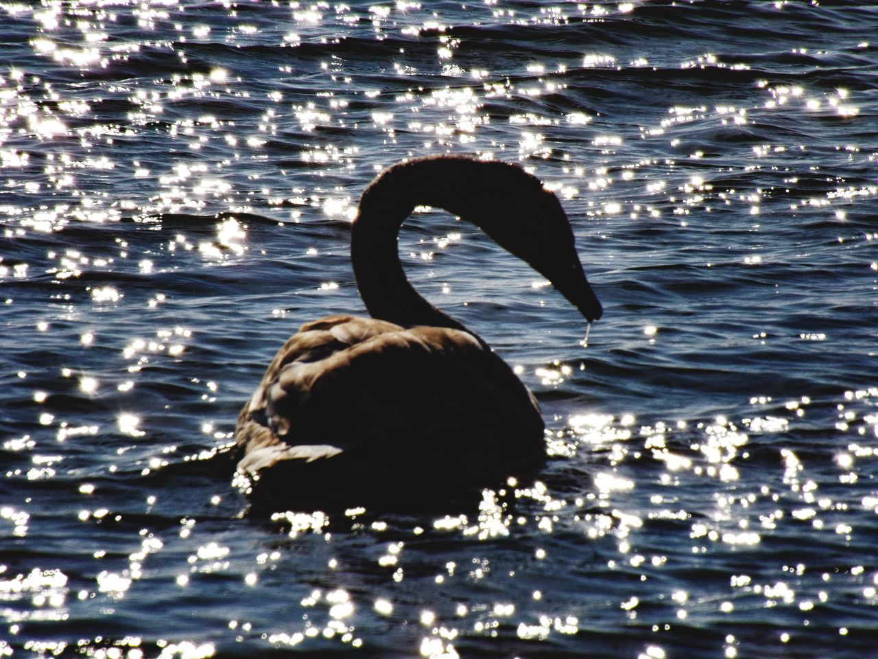 SWAN SWIMMING ON LAKE