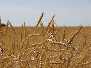 Close-up of plant in field