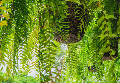 Low angle view of fern hanging from tree