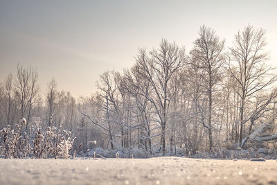 Bare trees on field against sky during winter