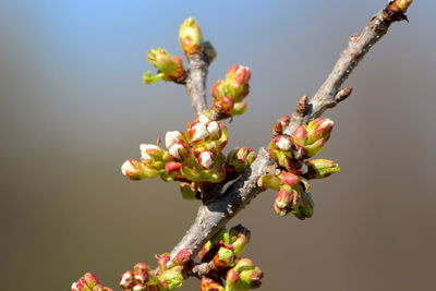 Close-up of flowering plant