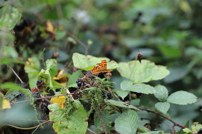 Close-up of butterfly pollinating flower