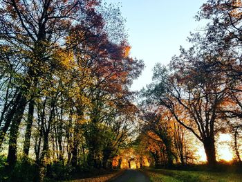 Low angle view of trees against sky during autumn