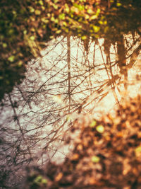 Trees growing in sunlight