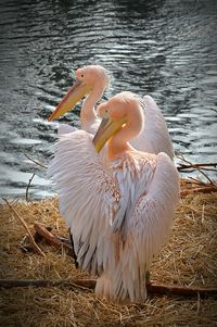 Swan on lake