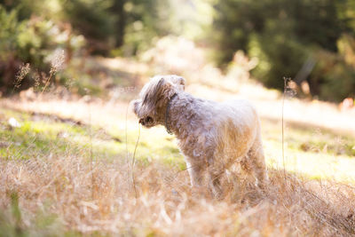 View of a dog on field