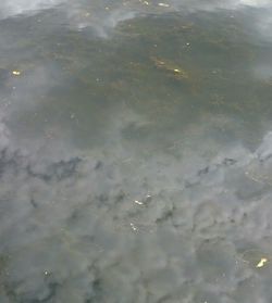 Reflection of trees in water