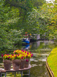 Flowering plants and trees in park