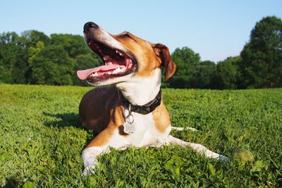 Trees on grassy field