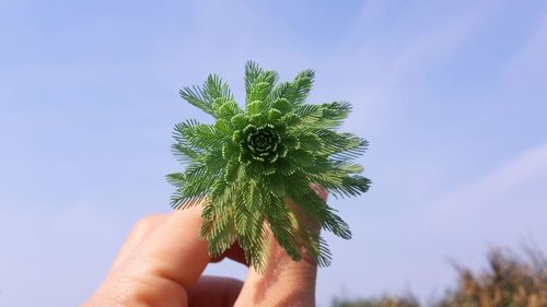Close-up of hand holding plant against sky