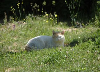 Dog relaxing on grassy field