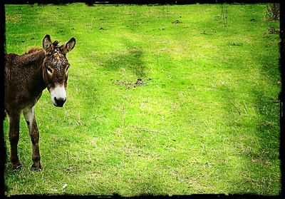 Horse grazing on grassy field