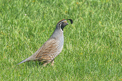 Side view of a bird on grass