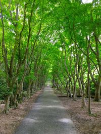 Road passing through forest