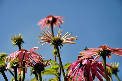 Low angle view of flowers blooming against clear sky