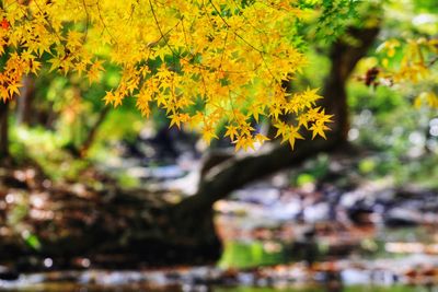 Close-up of yellow flowering plant