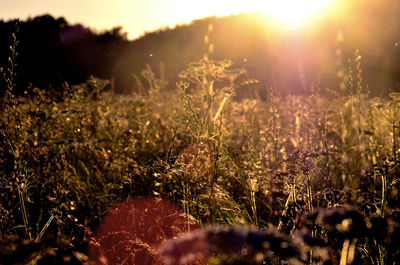 Close-up of grass against sky during sunset