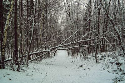 Bare trees in forest during winter