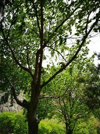 Low angle view of tree against sky