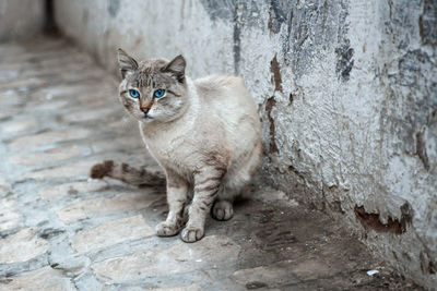 Portrait of cat sitting on wall