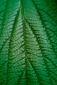 Full frame shot of wet leaf