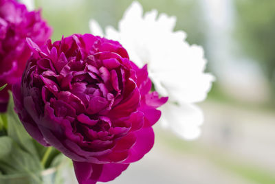 Close-up of flower blooming outdoors