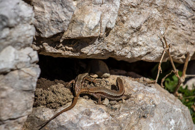 Close-up of lizard on rock