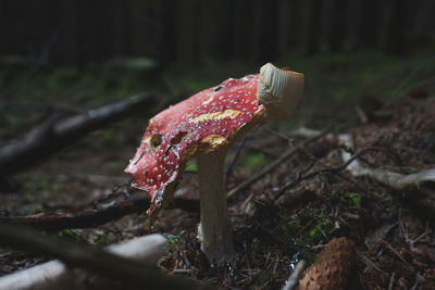 Close-up of mushroom growing on field