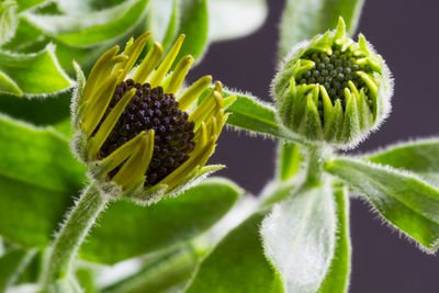 Close-up of green plant