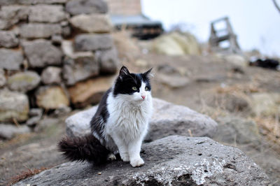 Portrait of cat sitting on rock