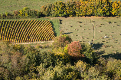 High angle view of trees growing in farm