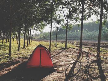 View of trees in forest