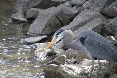 Side view of a duck on rock