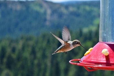 Close-up of bird flying