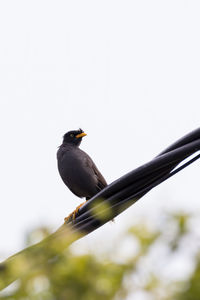 Low angle view of bird perching on a plant