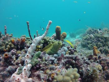 Fish swimming in sea