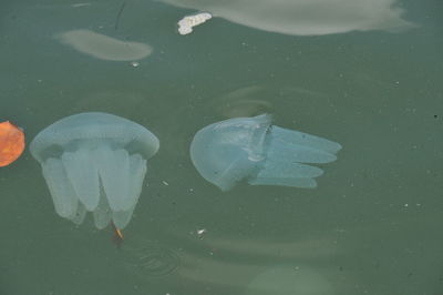 High angle view of fish swimming in lake
