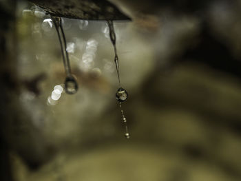 Close-up of water drops on leaf