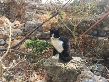 Cat sitting on rock