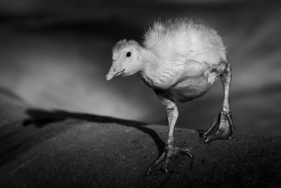 Close-up of a bird