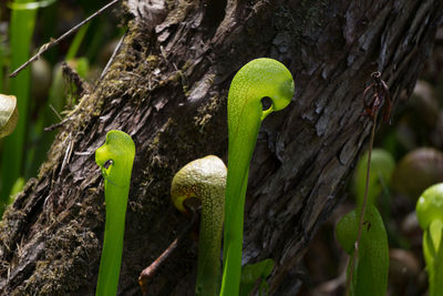 Close-up of pitcher plant by tree trunk