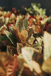 Close-up of leaves on plant